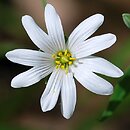 Stellaria holostea (gwiazdnica wielkokwiatowa)
