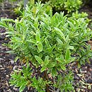 Veronica subalpina (hebe subalpejska)
