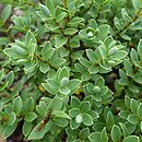 Veronica topiaria