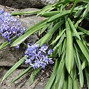 Hyacinthoides italica (hiacyntowiec włoski)