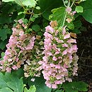 Hydrangea quercifolia Alice
