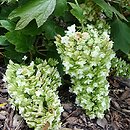 Hydrangea quercifolia Snowflake