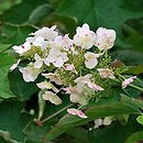 Hydrangea quercifolia Harmony