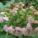 Hydrangea quercifolia Sike's Dwarf