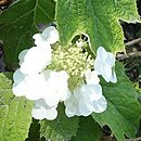 Hydrangea quercifolia Tennessee Clone