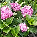 Hydrangea (hortensja)