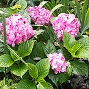Hydrangea macrophylla (hortensja ogrodowa)