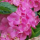Hydrangea macrophylla Adria