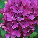 Hydrangea macrophylla Brügg