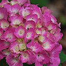 Hydrangea macrophylla Hamburg