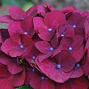 Hydrangea macrophylla Hot Red