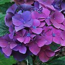 Hydrangea macrophylla Kardinal