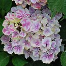 Hydrangea macrophylla Lady Fujiyo