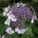 Hydrangea macrophylla Lemon Wave