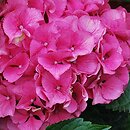 Hydrangea macrophylla Masja