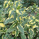 Hydrangea macrophylla Pirates Gold