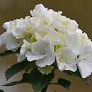 Hydrangea macrophylla Schneeball