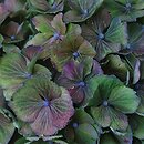 Hydrangea macrophylla Stramini