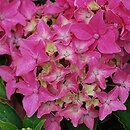 Hydrangea macrophylla Tovelit