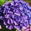 Hydrangea macrophylla Yola