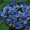 Hydrangea macrophylla Youmesix
