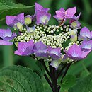 Hydrangea macrophylla Zorro