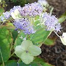 Hydrangea involucrata Viridescens
