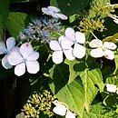 Hydrangea serrata Bluebird