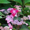 Hydrangea serrata Benigaku