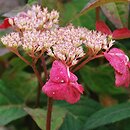 Hydrangea serrata Intermedia