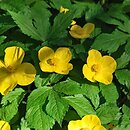 Hylomecon japonica (hylomekon japoński)