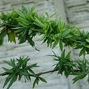 Gleditsia triacanthos Goofy