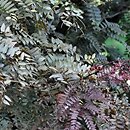Gleditsia triacanthos Rubylace