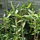 Indocalamus latifolius (indokalamus szerokolistny)