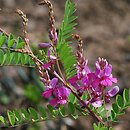 Indigofera heterantha (indygowiec himalajski)