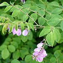 Indigofera kirilowii (idygowiec Kiriłowa)