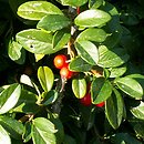 Cotoneaster dammeri Radicans