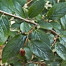 Cotoneaster lucidus (irga błyszcząca)