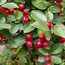 Cotoneaster divaricatus (irga rozkrzewiona)