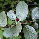 Cotoneaster niger (irga czarna)