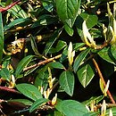 Cotoneaster salicifolius Parkteppich