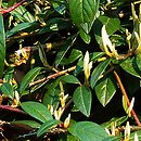 Cotoneaster (irga)