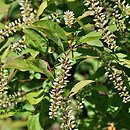 Itea virginica (itea wirginijska)