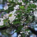 Malus prunifolia (jabłoń śliwolistna)
