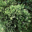 Juniperus chinensis Variegata