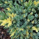 Juniperus squamata Floreant