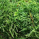 Juniperus ×pfitzeriana Pfitzeriana Aurea