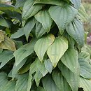 Dioscorea balcanica (pochrzyn bałkański)