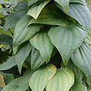 Dioscorea (pochrzyn)