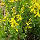 Genista germanica (janowiec ciernisty)